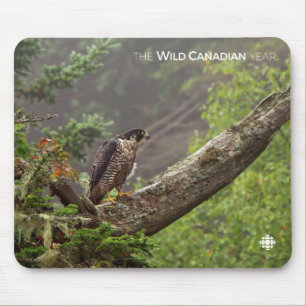 Fall - Peregrine Falcon Mouse Mat