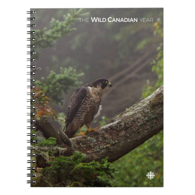 Fall - Peregrine Falcon Notebook (Front)