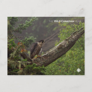 Fall - Peregrine Falcon Postcard