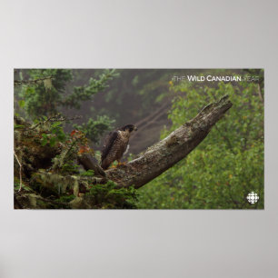 Fall - Peregrine Falcon Poster