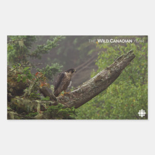 Fall - Peregrine Falcon Rectangular Sticker