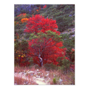 Fall Photo Print