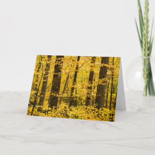 Fall Pisgah National Forest Card