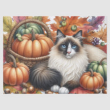 Fall Pumpkins Autumn Leaves Ragdoll Cat 