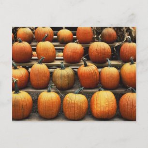 Fall pumpkins postcard