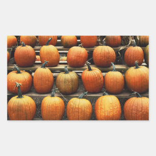 Fall pumpkins rectangular sticker