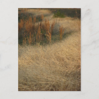 fall series postcard
