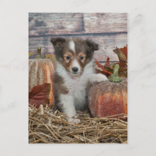 Fall Sheltie Puppy Postcard