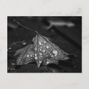 Fall Showers Postcard