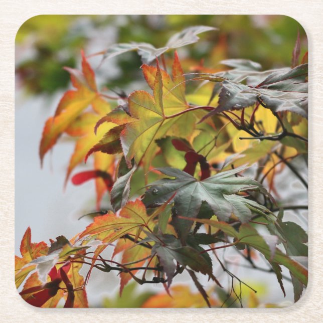 Fall Square Paper Coaster (Front)