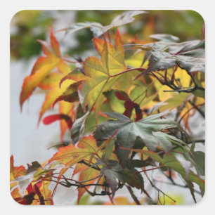 Fall Square Sticker