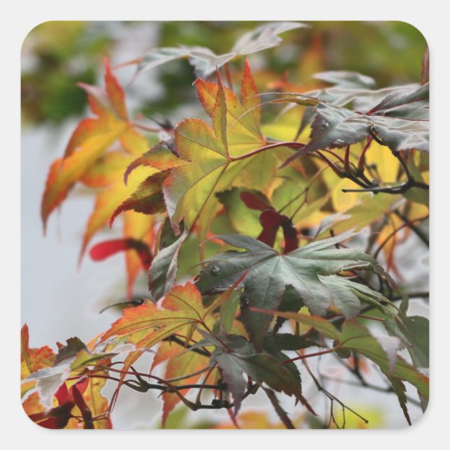 Fall Square Sticker (Front)