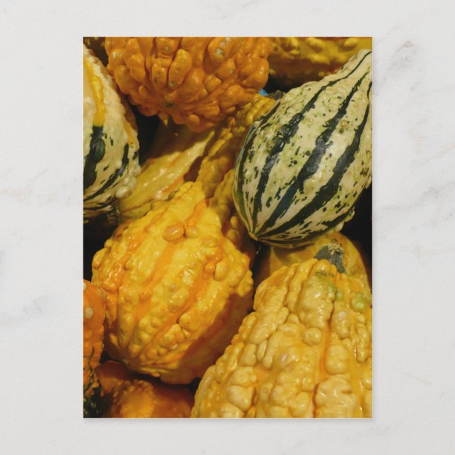 Fall Squash Postcard (Front)