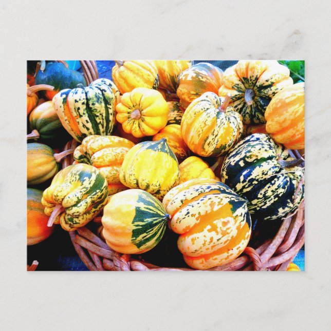 Fall Squash Postcard (Front)