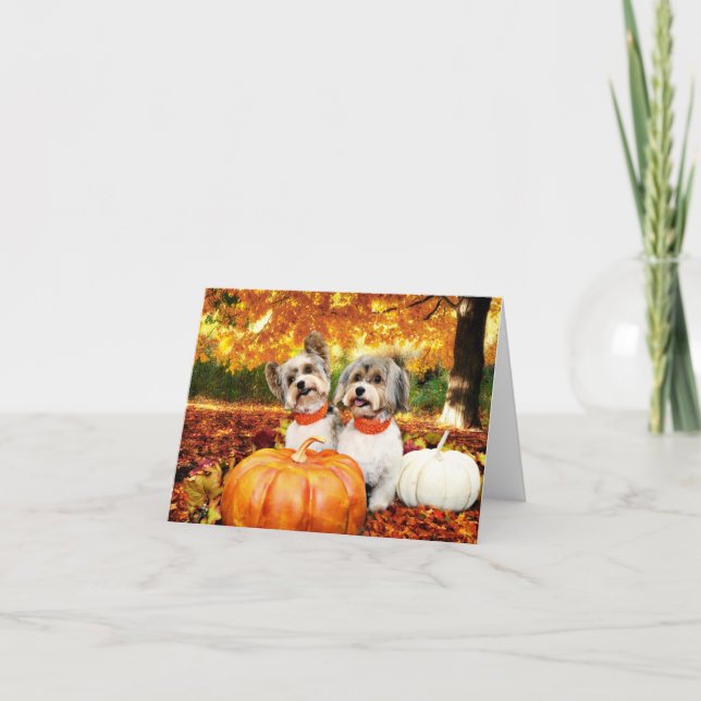 Fall Thanksgiving - Max & Leo - Yorkies Holiday Card (Front)