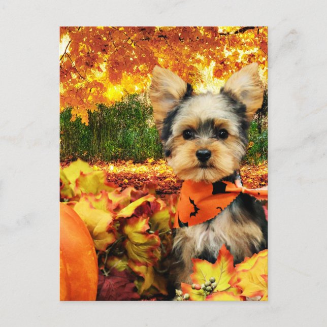Fall Thanksgiving - Max - Yorkie Holiday Postcard (Front)
