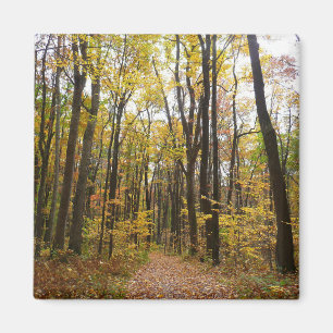 Fall Trail and Golden Leaves at Laurel Hill Park Magnet