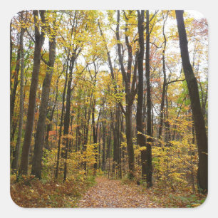 Fall Trail and Golden Leaves at Laurel Hill Park Square Sticker