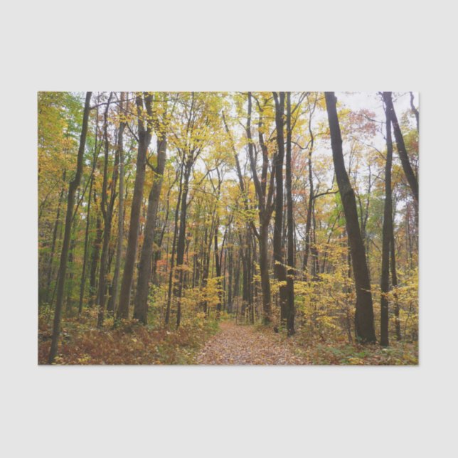 Fall Trail and Golden Leaves at Laurel Hill Park Tissue Paper (Front)