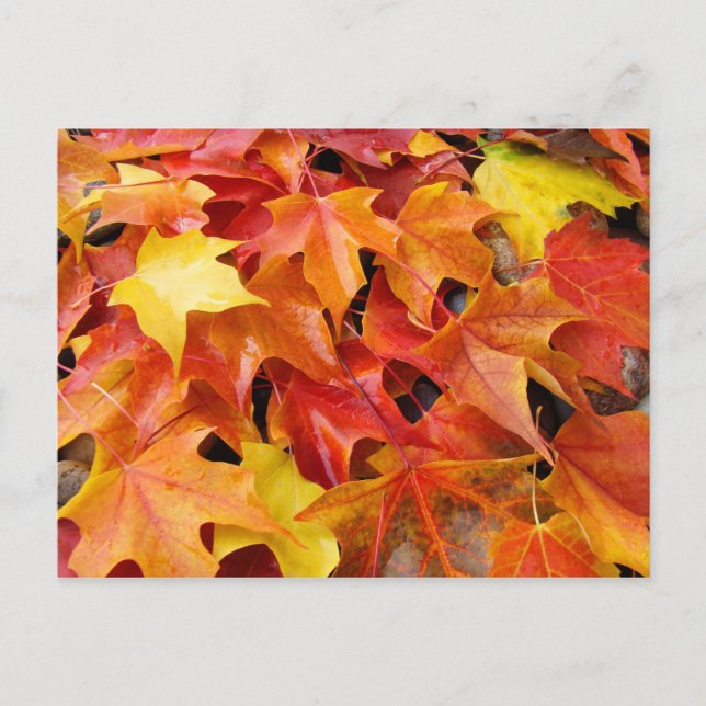 Fall Tree Leaves post cards Colourful Autumn Leave (Front)