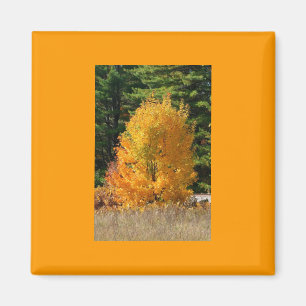 Fall Tree Magnet