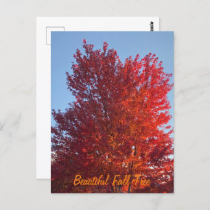 Fall Tree Picture Postcard