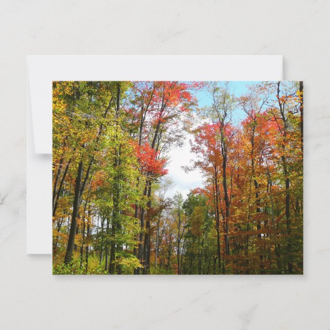 Fall Trees and Blue Sky Autumn Nature Photography Card (Front)