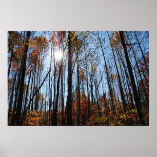 Fall trees poster