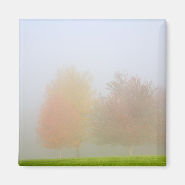 Fall trees shrouded in mist magnet (Front)