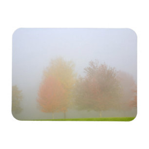 Fall trees shrouded in mist magnet