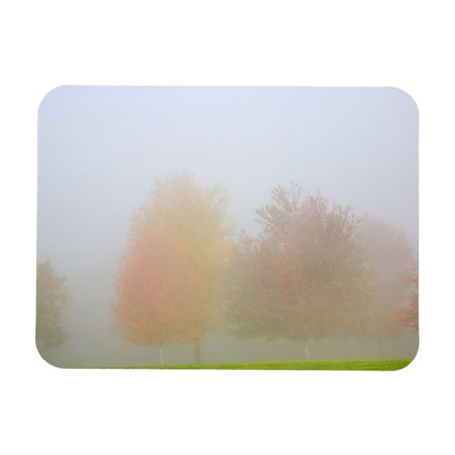 Fall trees shrouded in mist magnet (Horizontal)