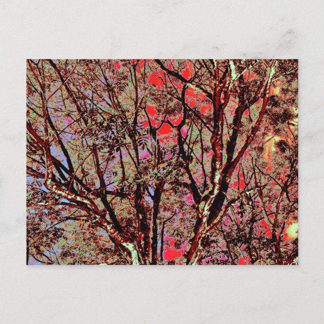 FALL TREES UK POSTCARD (Front)