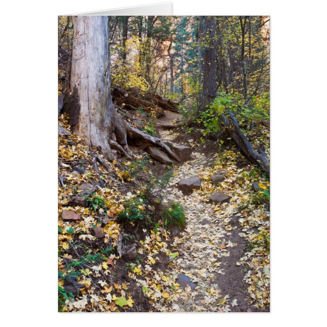 Fall upon the West Fork trail (Front)