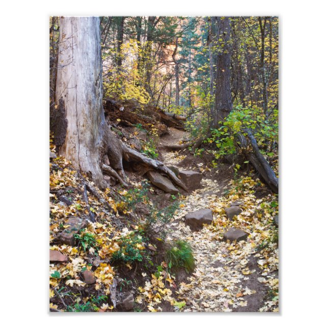 Fall upon the West Fork trail Photo Print (Front)