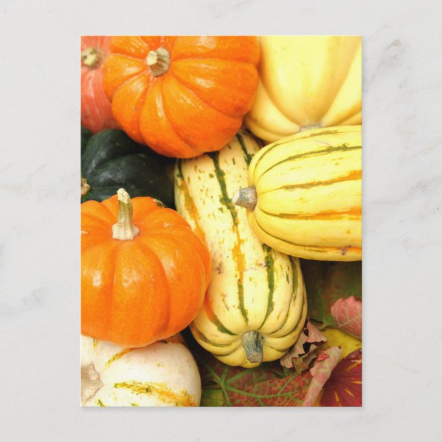 Fall Vegetables Postcard (Front)