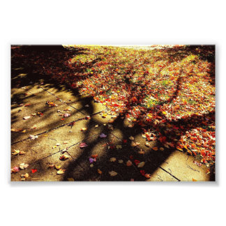 Fall Walk Photo Print