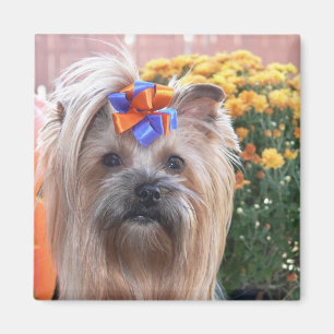 Fall Yorkie Fun Magnet