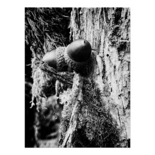 Fallen acorns on the tree poster