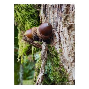 Fallen acorns on the tree poster