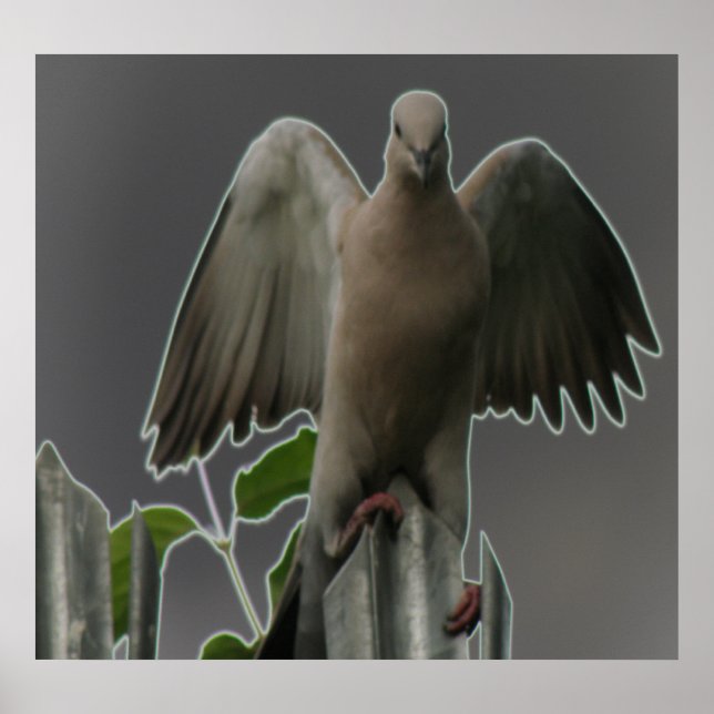 Fallen Angel Dove Print (Front)