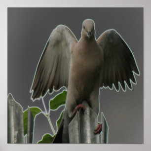 Fallen Angel Dove Print