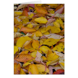 Fallen autumn leaves