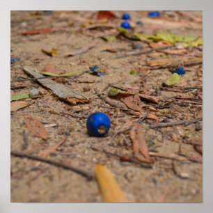 Fallen Blueberries Poster
