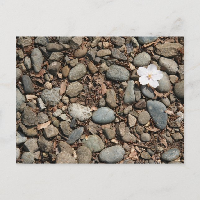 Fallen cherry blossom postcard (Front)