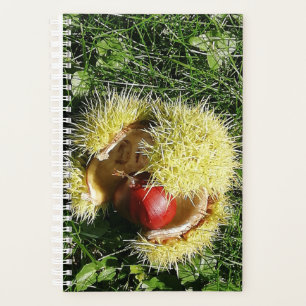 Fallen chestnut fruit in a husk. planner
