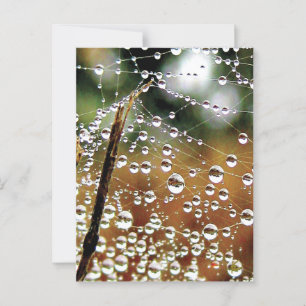 Fallen Fence Covered in Dew, Spider Web Postcard