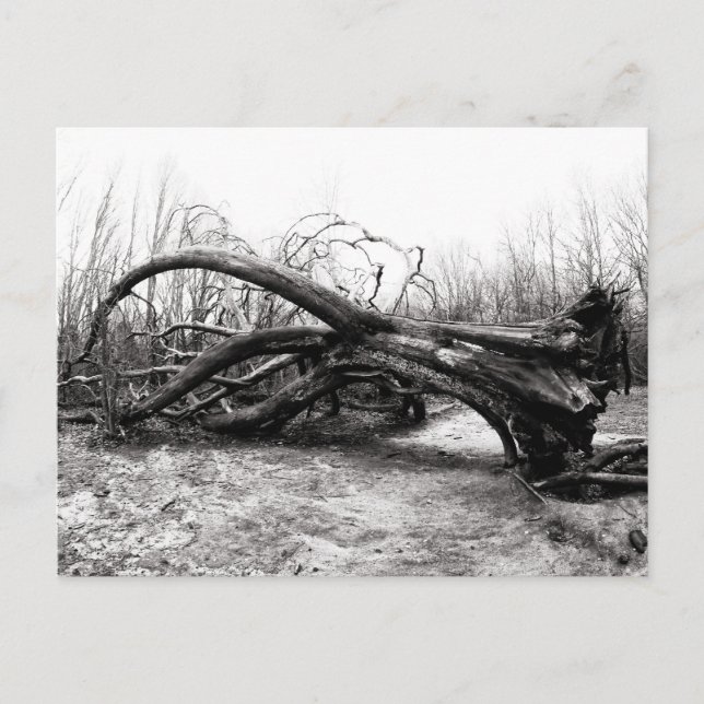 Fallen Giants, Tree Warriors, Nature / Wilderness Postcard (Front)
