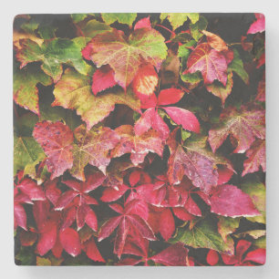 Fallen Leaves At The Yard In Autumn Stone Coaster