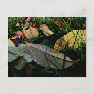Fallen Leaves Postcard