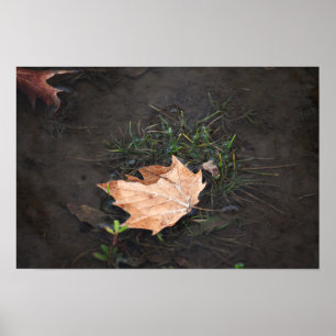 Fallen Leaves Poster